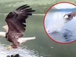 Cần thủ bị đại bàng cướp cá trên lưỡi câu