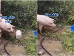 Chú lợn cục súc khi bụng đói