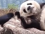 Gấu trúc đang ngủ nổi quạu vì bị chim xin tí lông về làm tổ