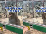 Chú khỉ nổi quạu khi bị du khách đùa nhây