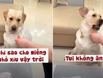Chú chó ngậm đắng nuốt cay khi sen chia miếng dưa hấu thiên vị