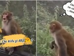 Những chú khỉ tính nóng như kem