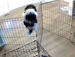 Chú chó 'vượt ngục' IQ 2000