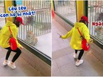 Chú báo 'chán chẳng buồn nói' khi bị cô gái nhún nhảy trêu ngươi