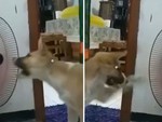 Chú chó ngứa miệng táp cánh quạt đang quay