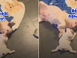 Chó mẹ bỡ ngỡ khi lần đầu cho con bú