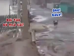 Chú chó hổ báo chạy vào nhà rồi đấu võ mồm