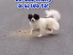 Chú chó giả vờ bị thương nhưng không lừa được ai