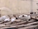 Hú hồn với pha rình bắt chim của 'hoàng thượng'