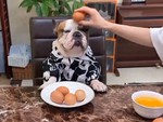 Chú chó nổi đóa khi sen mượn đầu để đập trứng gà