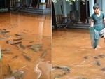 Hàng trăm con cá bơi vào sân sau cơn mưa lớn