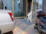Chú chó làm lơ xe hoảng sợ sen đánh đòn