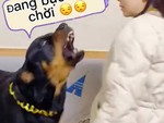 Chú chó nổi cáu vì suốt ngày bị sen bắt nạt