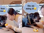 Chú chó năn nỉ sen cho miếng cam vì thèm quá chịu không nổi