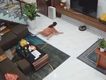 Bé gái vồ ếch trong nhà khi chơi trò rượt đuổi với chó cưng