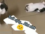 Mèo con nghịch ngợm bị mẹ tát sang chấn tâm lý