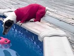 Chú chó nhảy xuống hồ bơi để lấy gấu bông