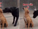 Cậu vàng ngồi trêu ngươi đồng bọn bị xích
