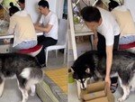 Husky phối hợp với ông chủ trộm tiền của 'nóc nhà'