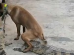 Chú chó tranh thủ ăn hiếp cá sấu bị rọ mõm