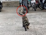 Mèo nổi quạu vì bị 2 chú chim đánh tới tấp