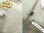 Mèo con cong đuôi chạy vì bị chuột đánh