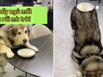 Husky ăn vụng bị sen phạt quỳ sấp mặt