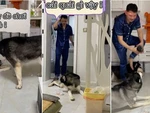 Husky bị chủ đánh đòn vì đồng bọn 'gắp lửa bỏ tay người'