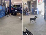 Chú chó chơi bóng chày điêu luyện