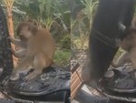 Chú khỉ gặp họa vì trộm xăng xe máy