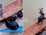 Lái buôn bị trâu nhảy lên thuyền rượt ngã xuống sông
