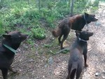 3 chú chó giả vờ hóa tượng