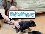 Cún con sợ hoảng hồn khi bị 'cậu mực' gầm gừ không cho ăn