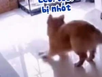 Cậu vàng lêu lêu husky phá đồ bị cô chủ nhốt trong chuồng