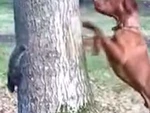 'Đố anh bắt được em' phiên bản chó và sóc