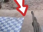 Pitbull cắn chết rắn hổ mang bò vào nhà để bảo vệ chủ