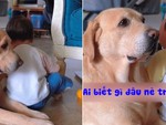 Chú chó bối rối khi cậu chủ ăn vạ