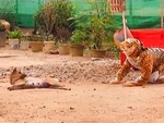 Chàng trai hú hồn khi giả hổ hù chó bị phản dame