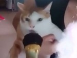 Chú mèo hát karaoke với cô chủ siêu hài