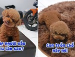 Chú chó ẩn thân trên tấm thảm trốn khi thấy người lạ