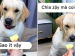 Chú chó hờn dỗi vì sen cho miếng bánh nhỏ