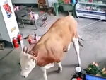 Khách chạy tán loạn khi bò lao vào quán ăn