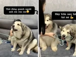 Chú chó làm lá chắn cho cậu chủ khi bị mẹ đánh