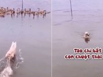 Đàn vịt bỏ chạy tán loạn vì tưởng chú chó rượt bắt mình