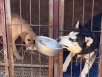 Husky hổ báo cướp đồ ăn của đồng bọn