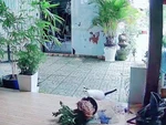Chú mèo nghịch ngợm làm vỡ chậu cây kiểng