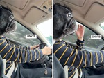 Ảnh vui 8-10: Chú chó tập trung cao độ 'lái xe'