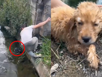 Chàng trai cứu sống cún con bị vứt dưới mương nước