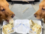 Chú chó lươn lẹo giả vờ làm bẩn hộp thức ăn để được hưởng trọn