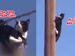 Chú mèo ngồi đỉnh cột điện 'tắm nắng' khiến đội cứu hộ khóc thét